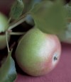 caramelised-apples-recipes-delia-online image