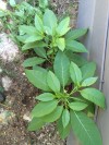 how-to-identify-harvest-and-prepare-pokeweed-and image