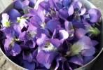 edible-flower-recipes-for-every-occasion-the-spruce image