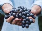 best-homemade-blueberry-wine-recipe-wineladybird image