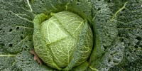 savoy-cabbage-recipes-great-british-chefs image