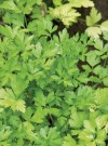 tabbouleh-parsley-salad-ricardo image