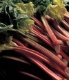 rhubarb-yoghurt-fool-recipes-delia-online image