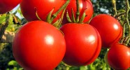the-health-benefits-of-tomatoes-webmd image