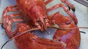 grilled-lobster-recipe-finecooking image