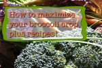 how-to-harvest-eat-your-broccoli-leaves image