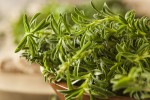 what-is-savory-herb-learn-about-winter-and image