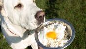top-dog-tips-dog-food-recipes-care-tips-best image