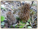 finest-morel-recipes-cooking-these-mushrooms image