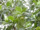 breadfruit-jamaican image