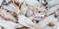 squid-recipes-great-italian-chefs image