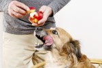 15-pawsome-recipes-for-homemade-apple-dog-treats image
