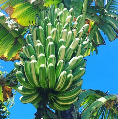bananas-in-hawaii-edible-hawaiian-islands image