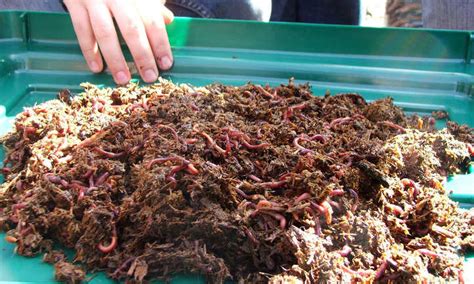 what-to-feed-worms-for-epic-vermicompost-epic image