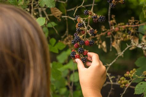 blackberries-semifreddo-recipes-the-doorstep image