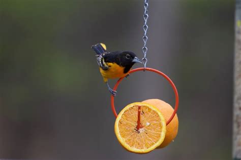 what-to-feed-birds-from-the-kitchen-and-what-not-to image
