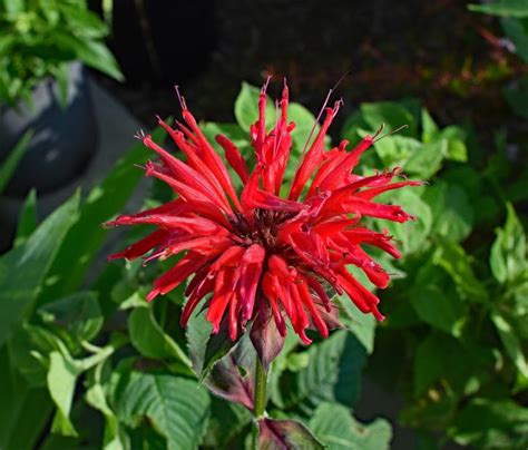 bee-balm-how-to-plant-grow-and-care-for-bee-balm image