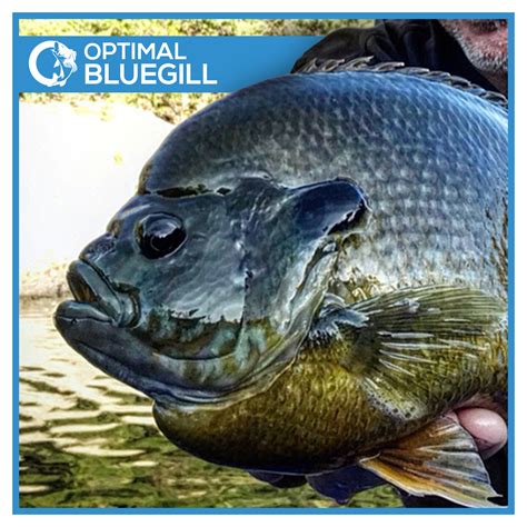 bluegill-feed-from-optimal-fish-food-free-shipping image