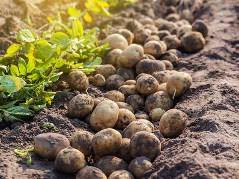 harvesting-potatoes-how-and-when-to-dig-up-potatoes image