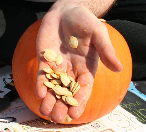 pumpkin-seed-wikipedia image