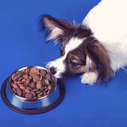 a-recipe-for-the-dog-picky-eater-petcarerx image