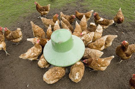 chicken-coop-and-care-supplies-for-keeping-chickens image