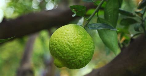 limes-nutrition-benefits-uses-and-side-effects image