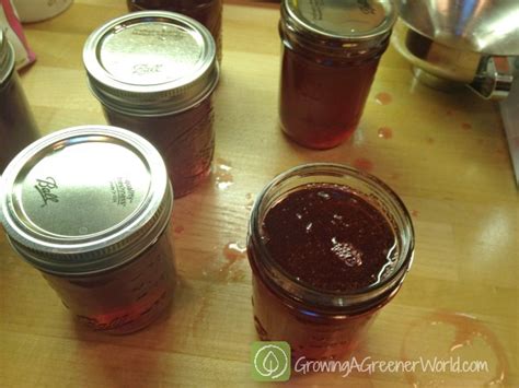 simple-plum-syrup-growing-a-greener-world image
