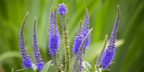 how-to-plant-grow-and-care-for-veronica-perennials image