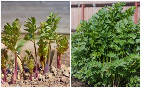 how-to-grow-use-lovage-12-recipes-youve-got-to-try image
