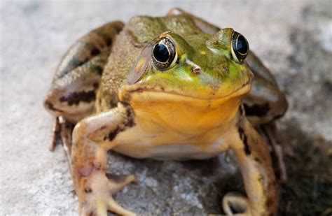 bullfrog-description-habitat-image-diet-and image