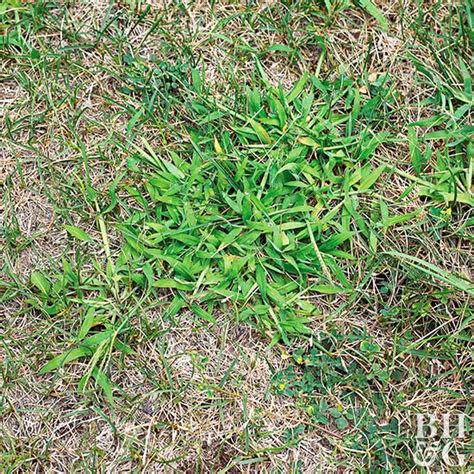 how-to-get-rid-of-crabgrass-and-replace-it-with-actual image