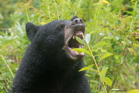 a-bears-quest-for-food-wise-about-bears image