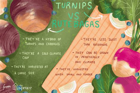 whats-the-difference-between-turnips-and-rutabagas image