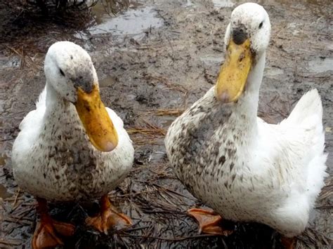 raising-ducks-what-ducks-eat-and-how-to-care-for image