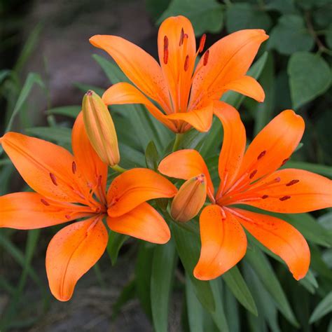10-beautiful-types-of-lilies-to-fill-your-summer-garden image