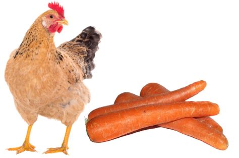 can-chickens-eat-carrots-anything-to-worry-about image