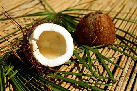 is-coconut-milk-vegan-well-tell-you-all-about-it-peta image