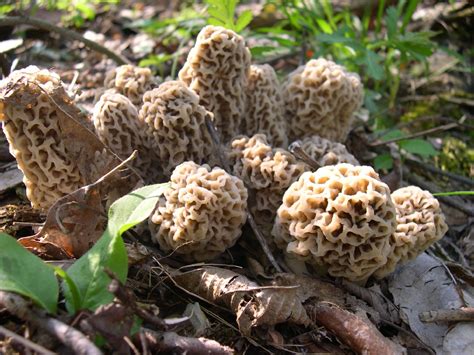 classic-morel-recipes-the-great-morel image