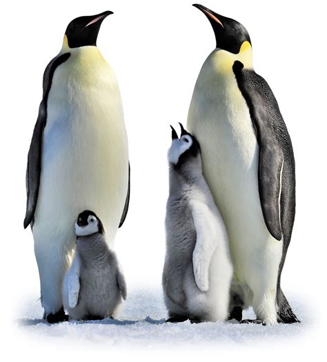penguin-eggs-penguin-parents-dk-find-out image