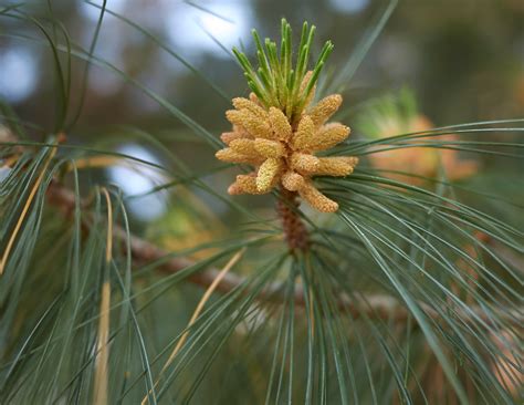 white-pine-needle-tea-recipeand-5-more-white-pine image