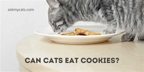 can-cats-eat-cookies-are-they-safe-for-your-pet image