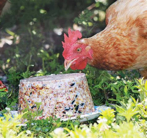 5-boredom-busting-super-treats-for-chickens-hobby image