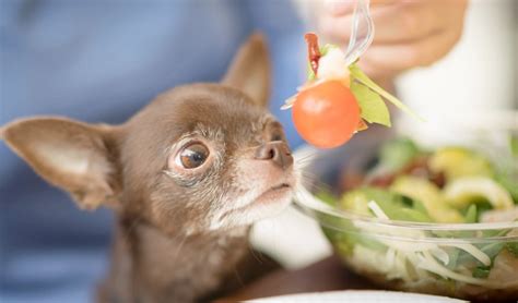homemade-dog-food-for-chihuahua-recipe-and image