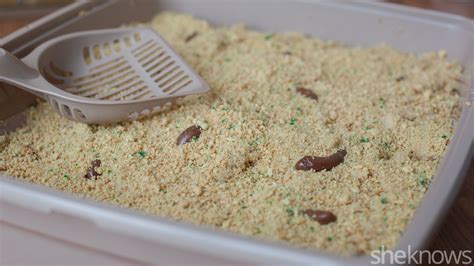 kitty-litter-cake-is-the-april-fools-day-prank-your-kids-will image