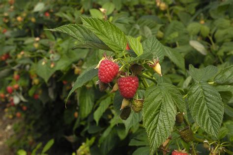 raspberry-plant-fertilizer-how-to-fertilize-a-raspberry-bush image