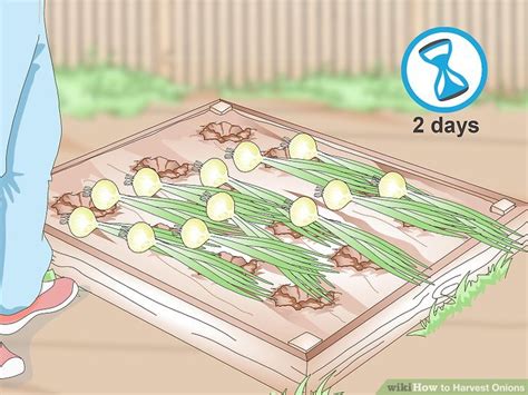 how-to-harvest-onions-10-steps-with-pictures image