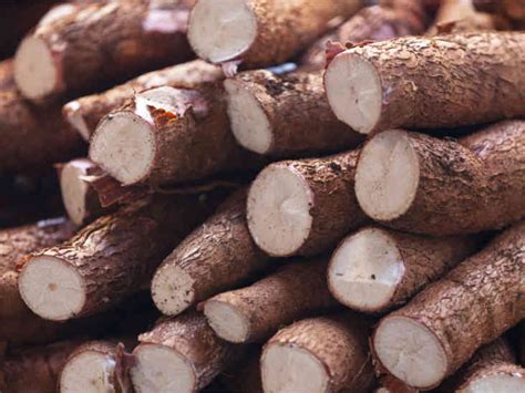cassava-nutrients-benefits-downsides-uses-healthline image
