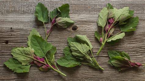 wild-spinach-common-lambs-quarters-forager-chef image