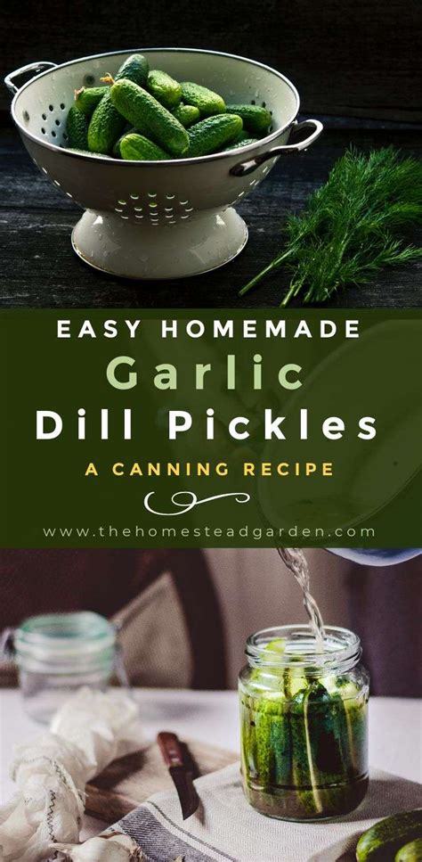 homemade-garlic-dill-pickles-a-canning-recipe-the image